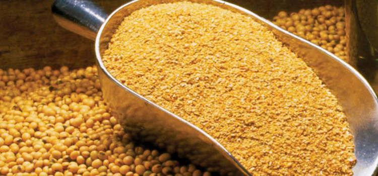 Soybean DOC